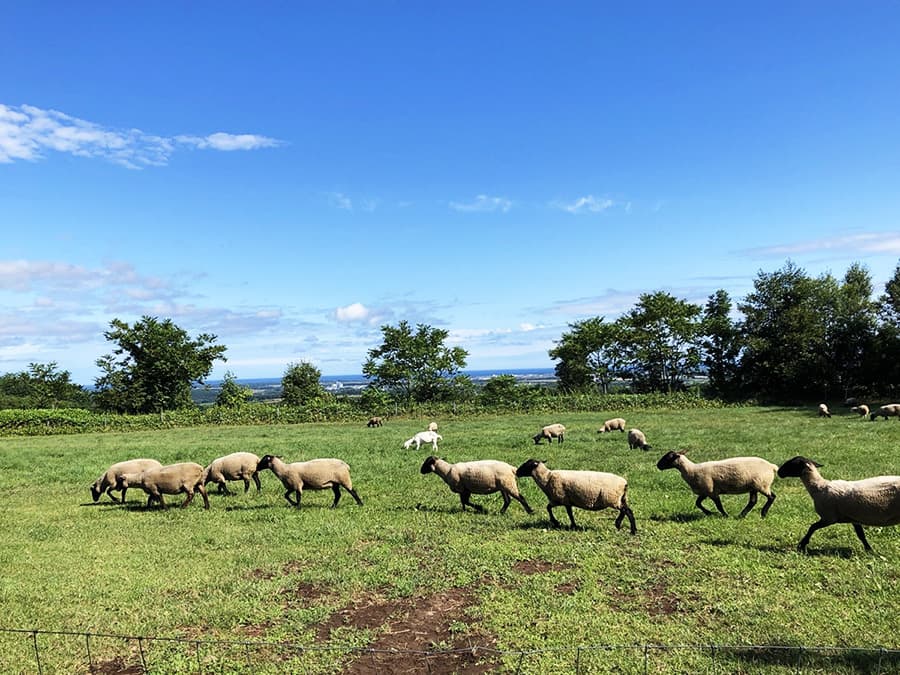 牧場でのびのび育った五味渕羊農場さんの知床サフォーク